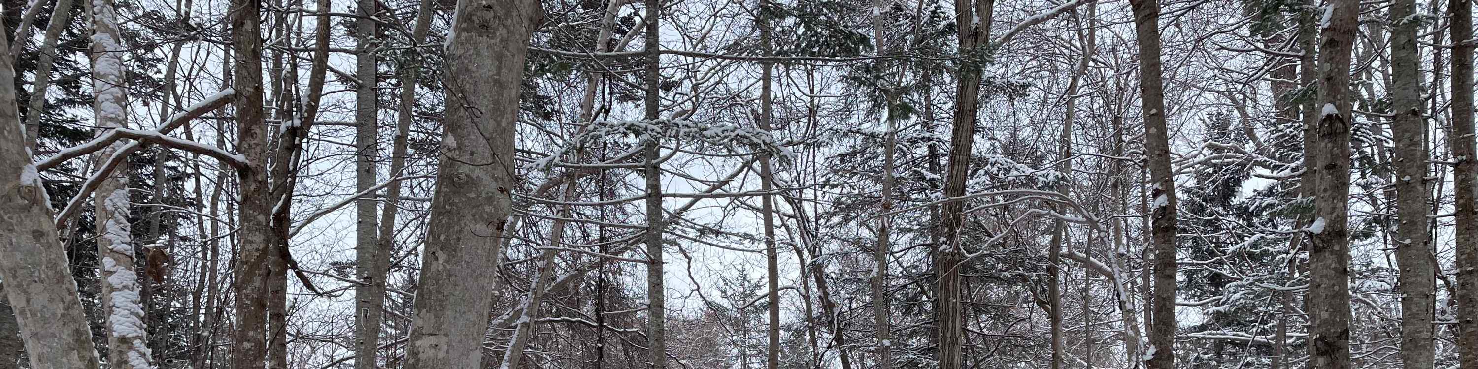 Otaru Forest Snowshoe (with transportation)