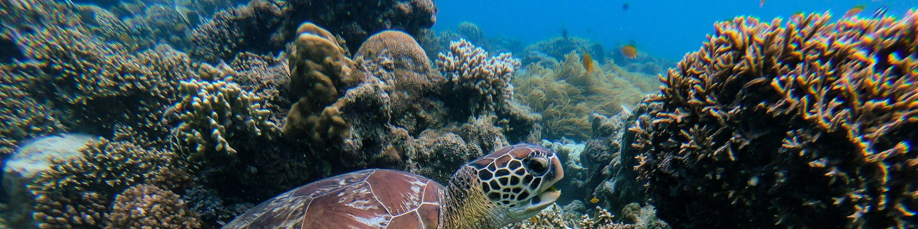 米瑞莎海龟浮潜