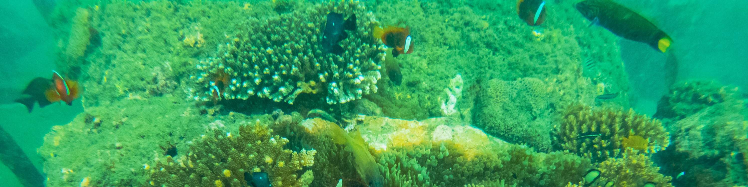 龜島 & 玻璃底船 & 紅樹林巡航之旅（JTB Indonesia提供）