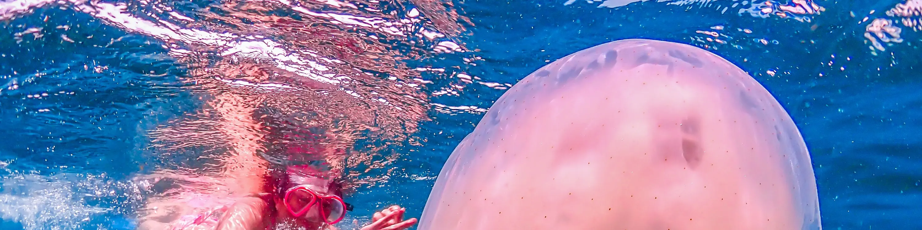 海蜇