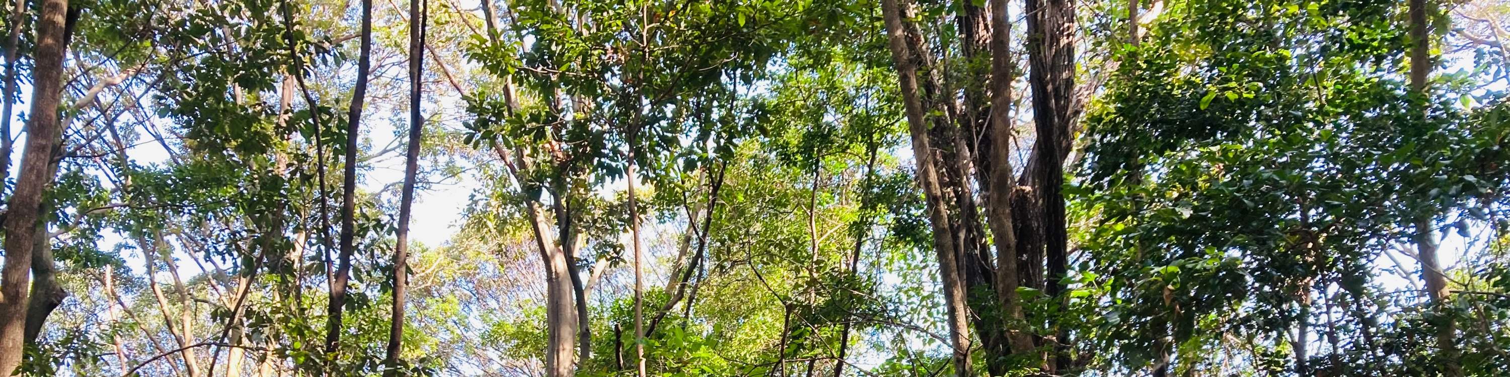 廣島春季早間徒步之旅 & 露天茶道