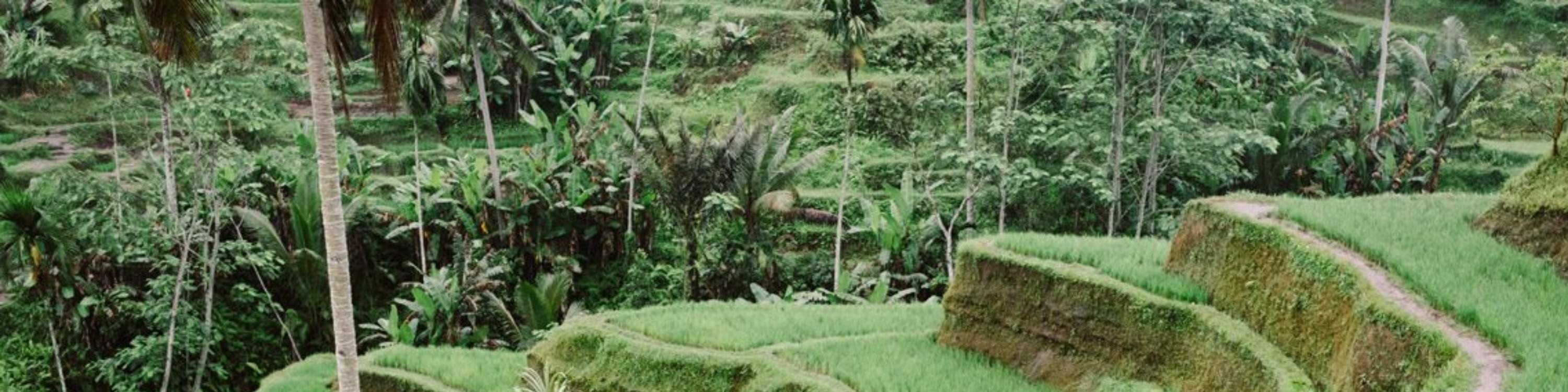 走訪德哥拉朗梯田，一覽烏布最受歡迎的景點