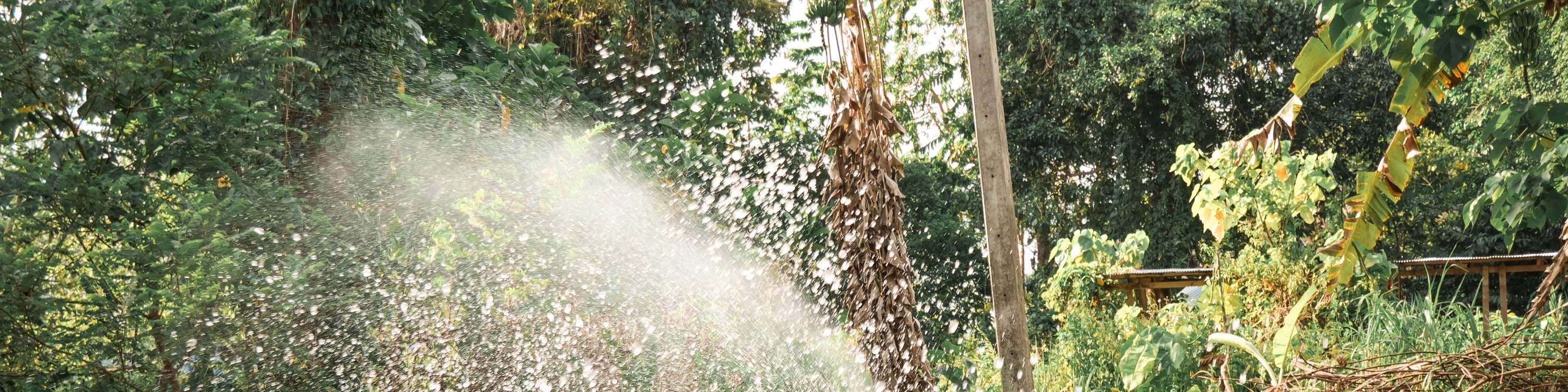 hora del baño de los elefantes