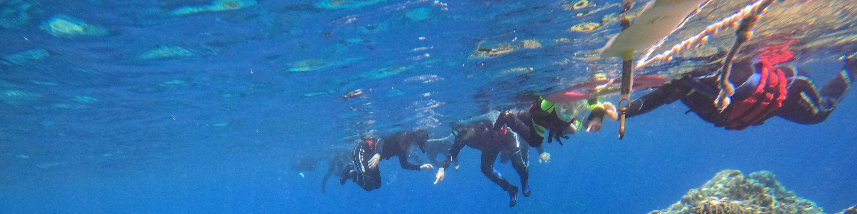 Tourists taking pictures with sea turtles in the water