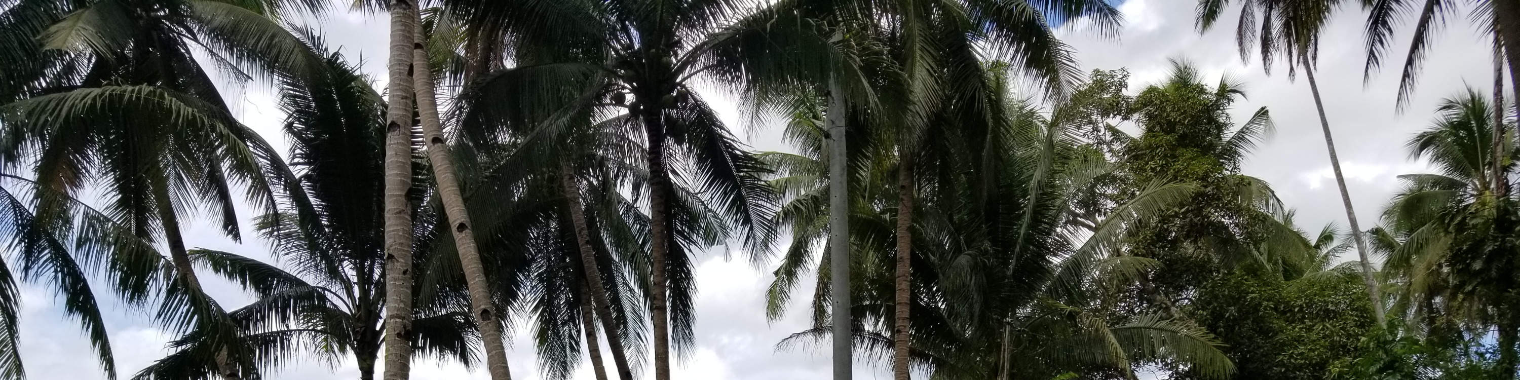 Lawatan Berbasikal gunung di seluruh kawasan desa Bohol