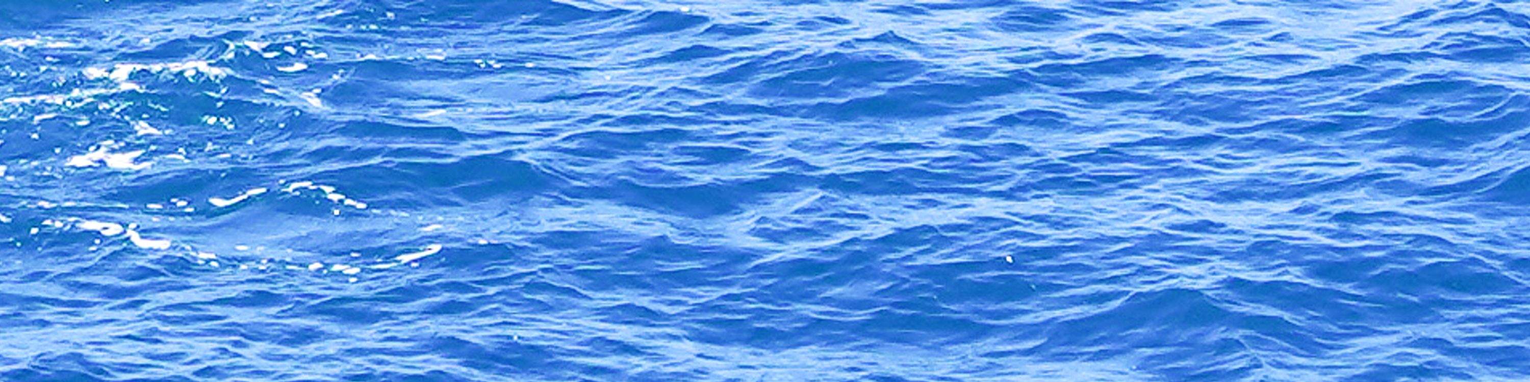 Dolphins swimming playfully beside the catamaran during the dolphin watching portion of the tour