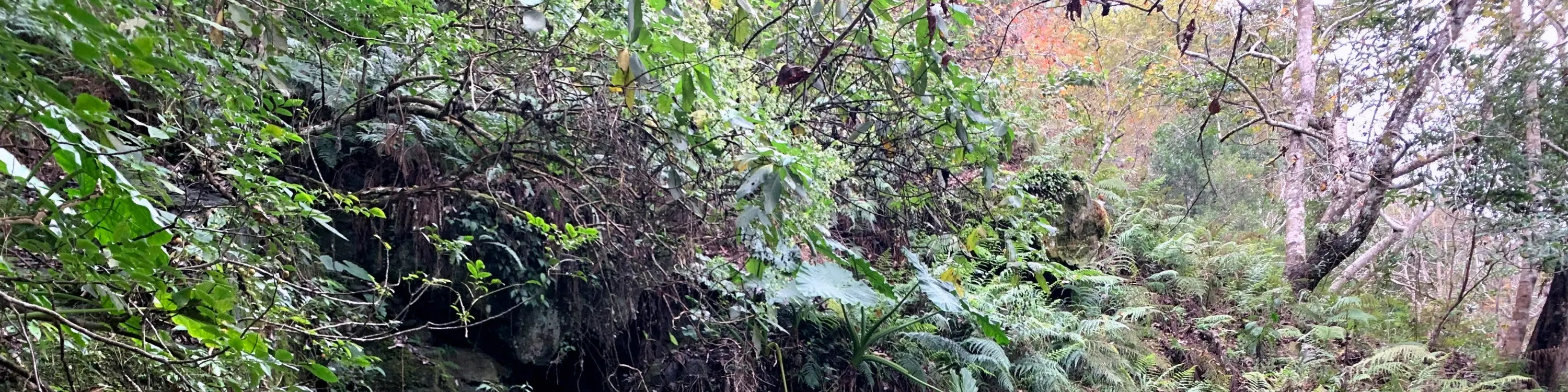 黑熊森林踏查｜台湾黑熊栖地生态解说一日游