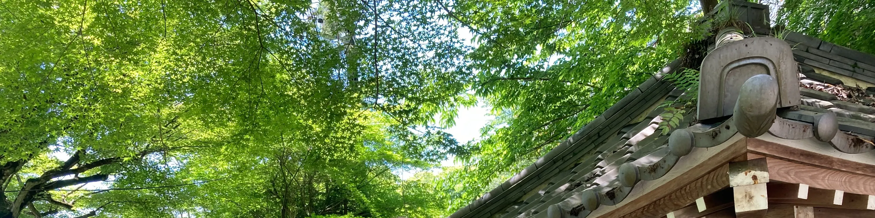 花园照片