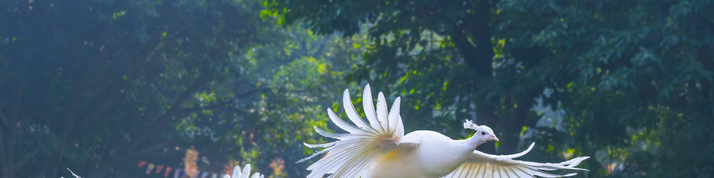 광저우 창룽 버드 파라다이스