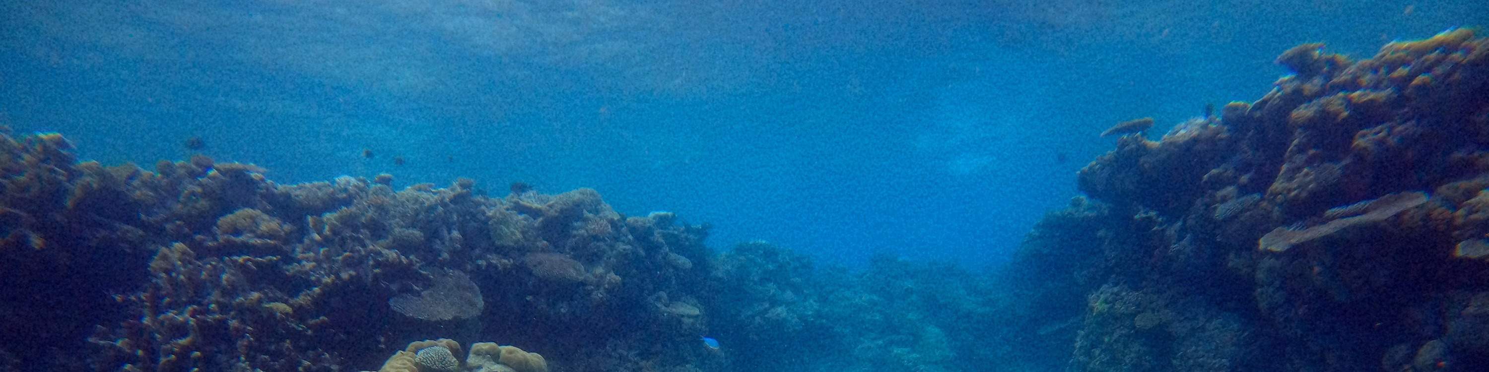 Immersioni subacquee a Pattaya con Manta Marina