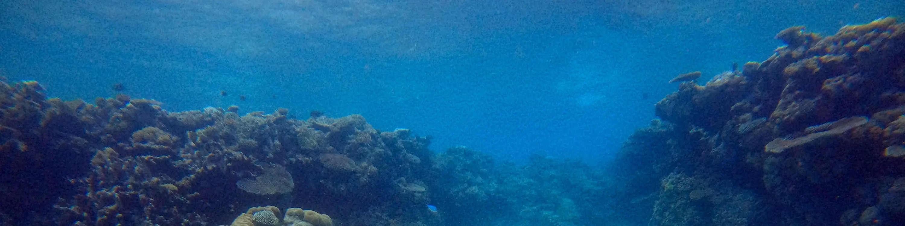 Manta Marina 芭达雅水肺潜水