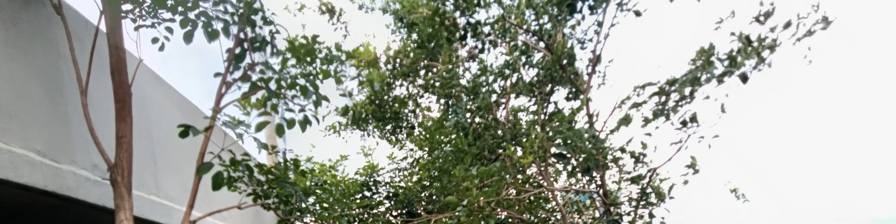 。