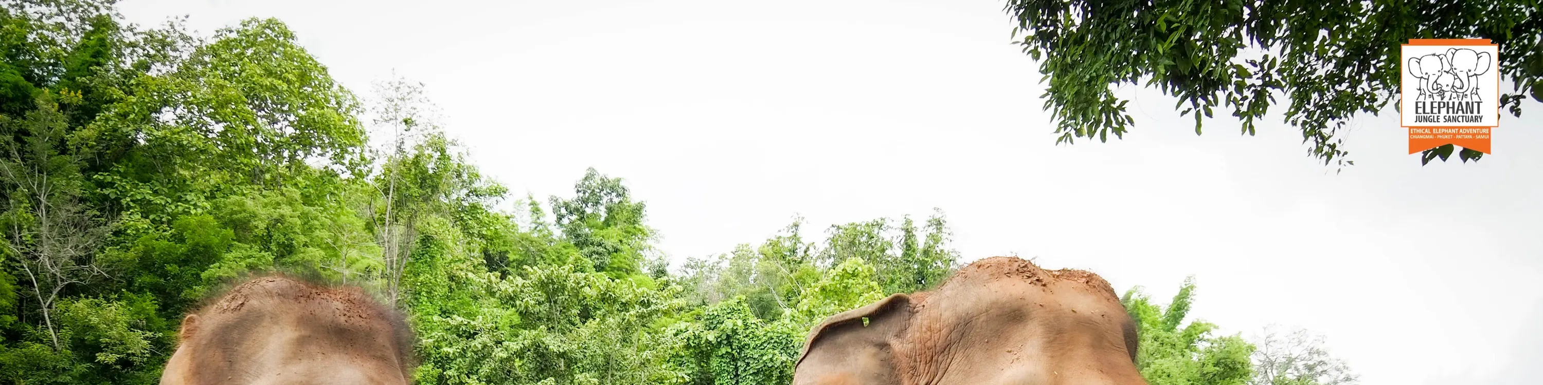 Enjoy the good time with elephant and love one