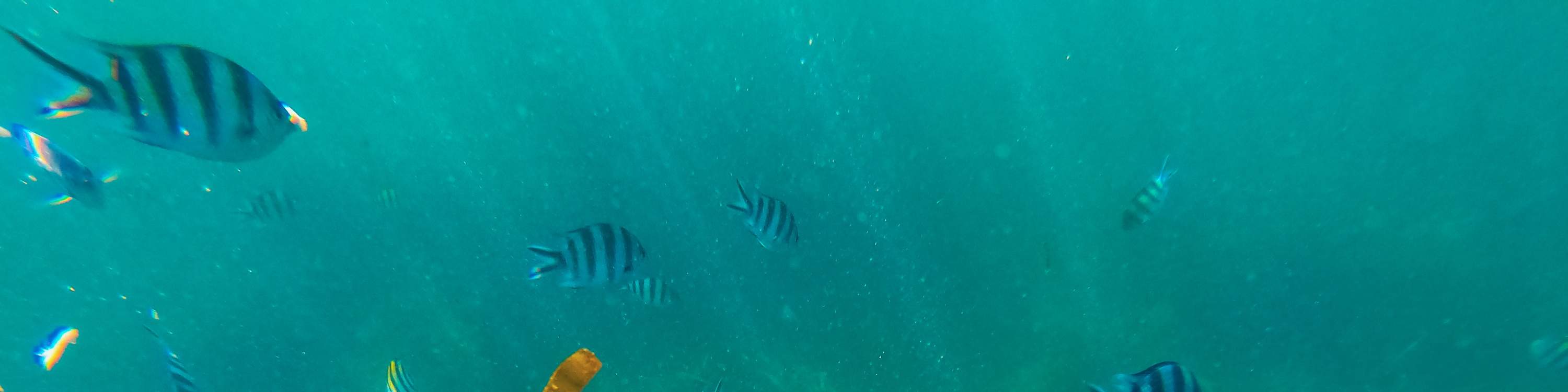 龜島 & 玻璃底船 & 紅樹林巡航之旅（JTB Indonesia提供）