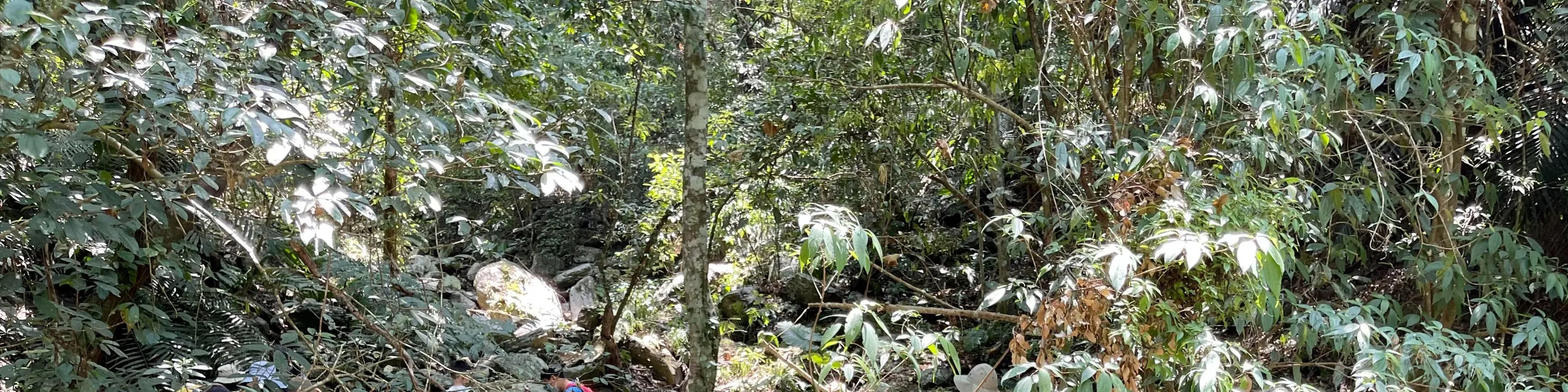 黑熊森林踏查｜台湾黑熊栖地生态解说一日游