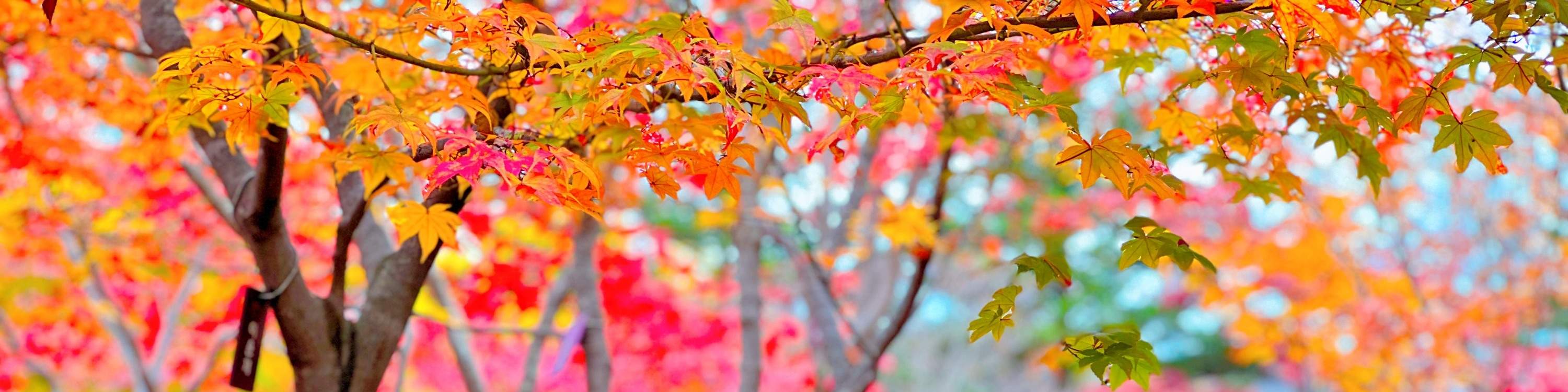 南怡島 入場チケット（江原道）