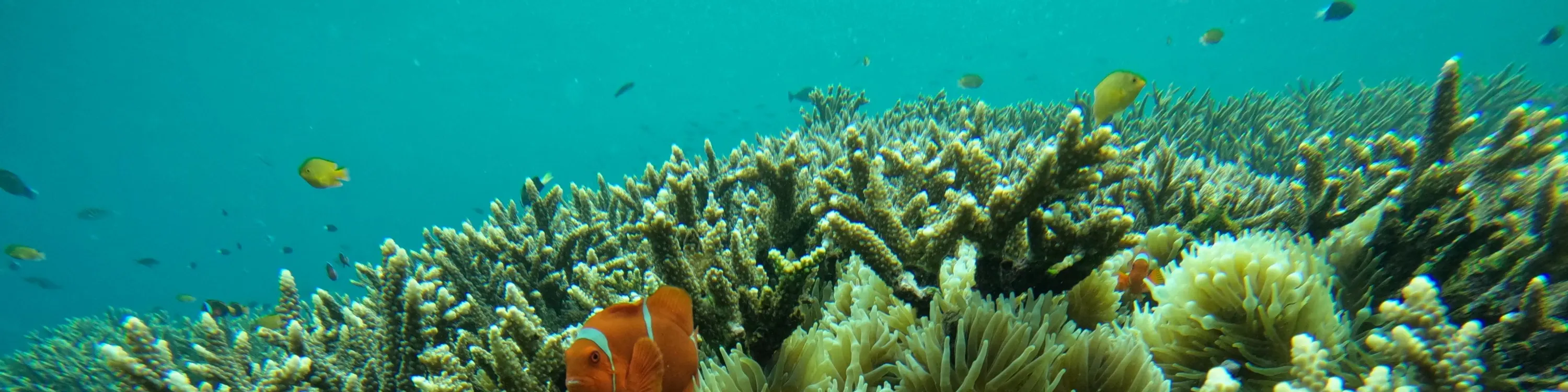 海洋生物和珊瑚