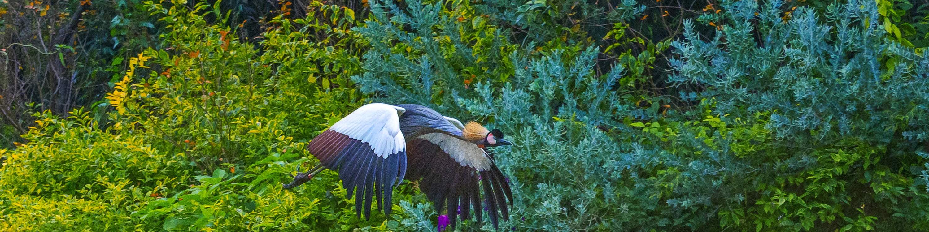 Guangzhou Chimelong Birds Park