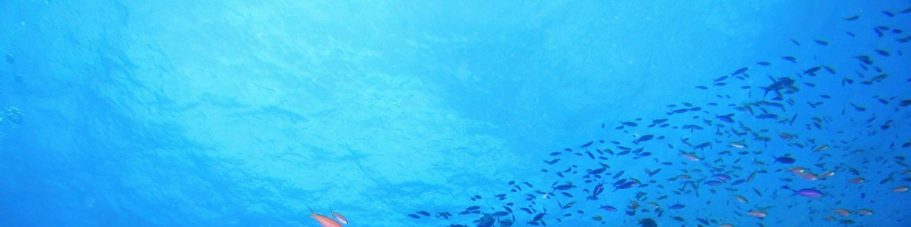 Immersioni subacquee a Pattaya con Manta Marina