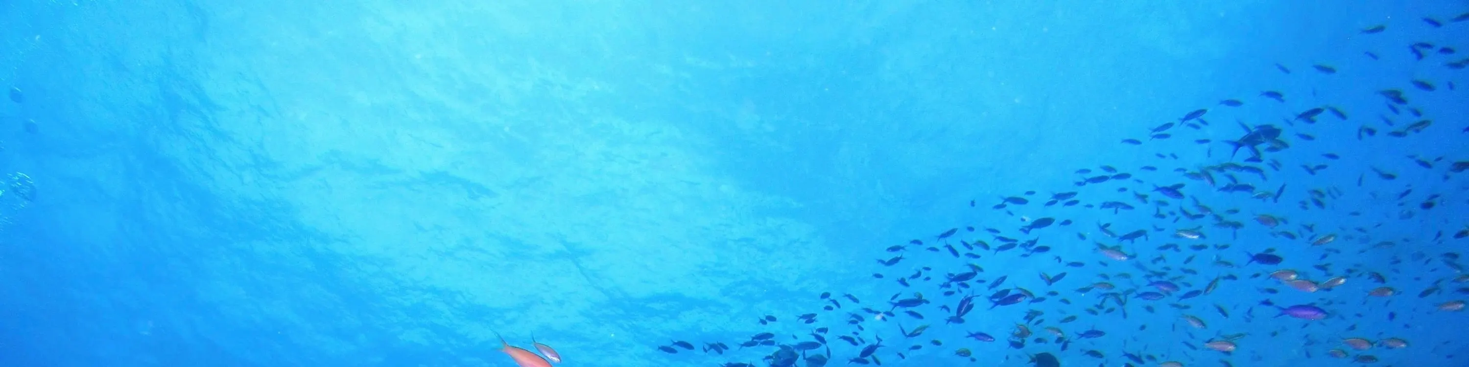 Manta Marina 芭达雅水肺潜水