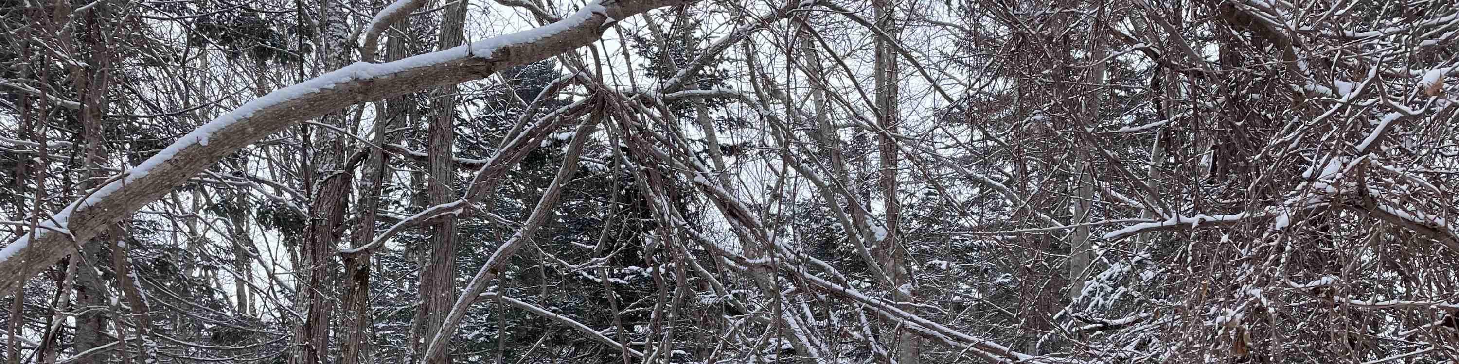 Otaru Forest Snowshoe (with transportation)