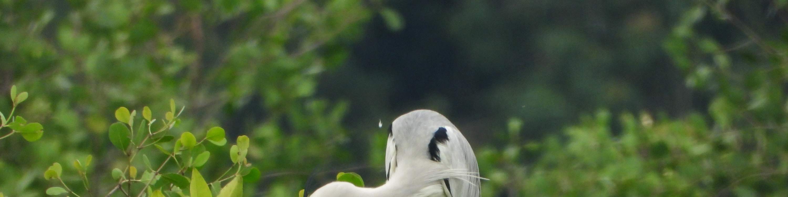 Aventura en kayak por el río con traslado dentro de Desaru - Johor