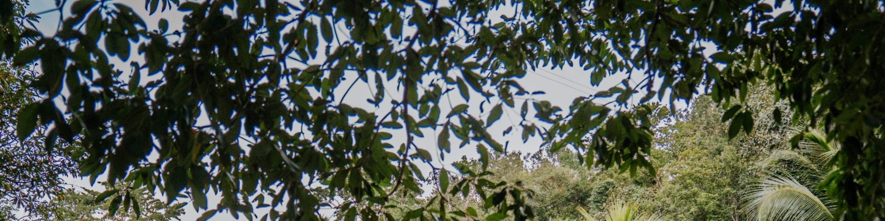 각기 다른 매력과 신비로운 분위기를 자랑하는 특별한 세노테 4곳을 탐험해보세요.