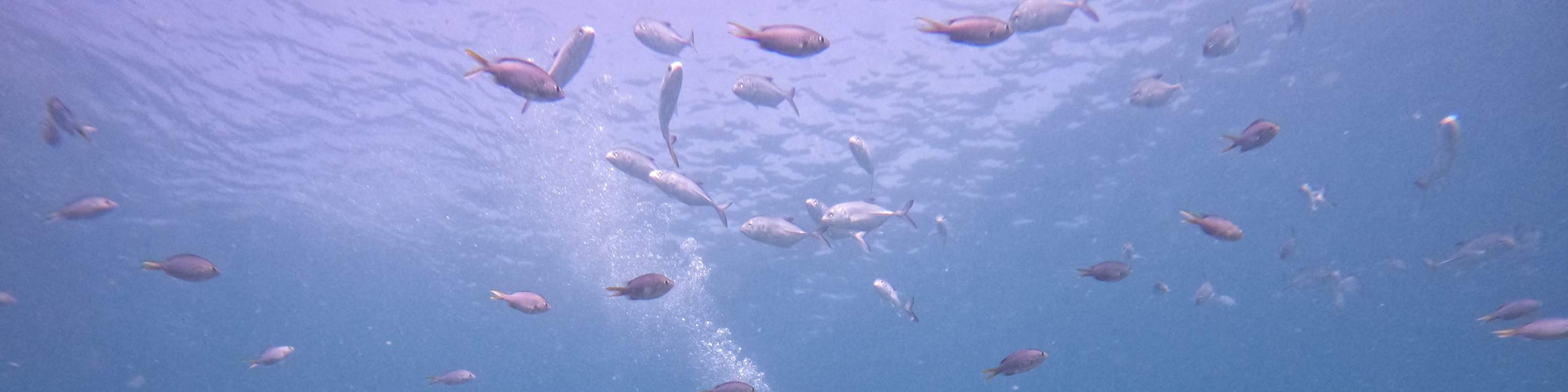 ドバイ発：スキューバダイビング＆シュノーケリング（BBQランチ付き）