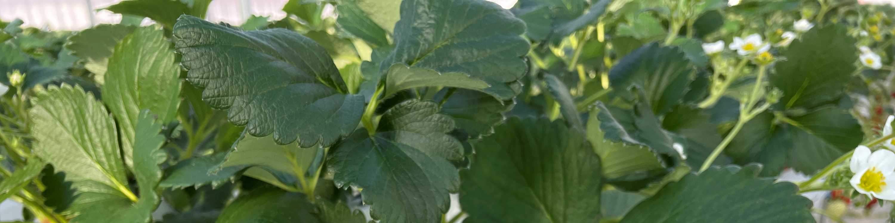 ประสบการณ์เก็บและเปรียบเทียบรสชาติสตรอว์เบอร์รีในฤดูหนาว (บริเวณใกล้เคียงซัปโปโร)