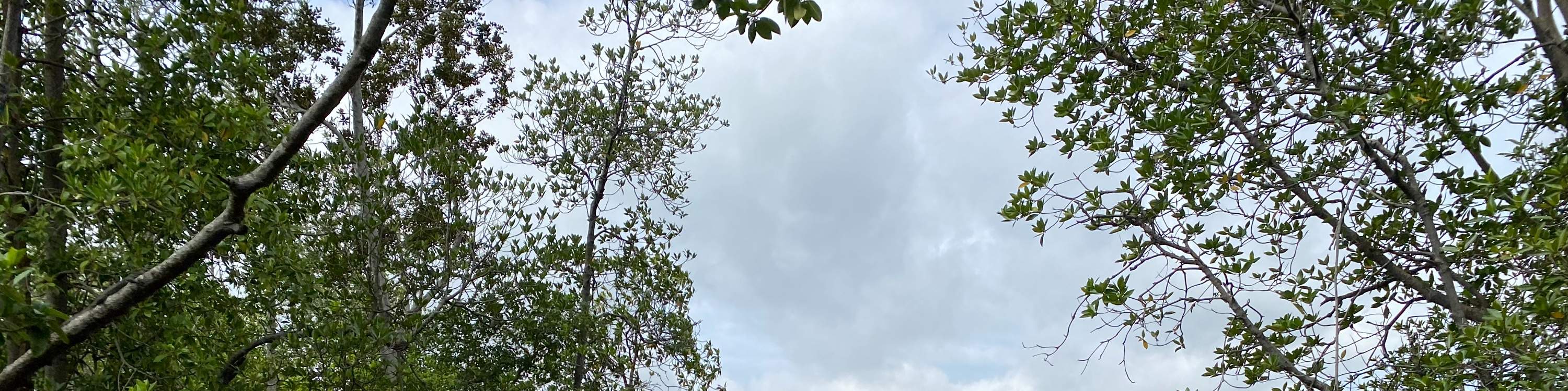 ネイチャーカヤック