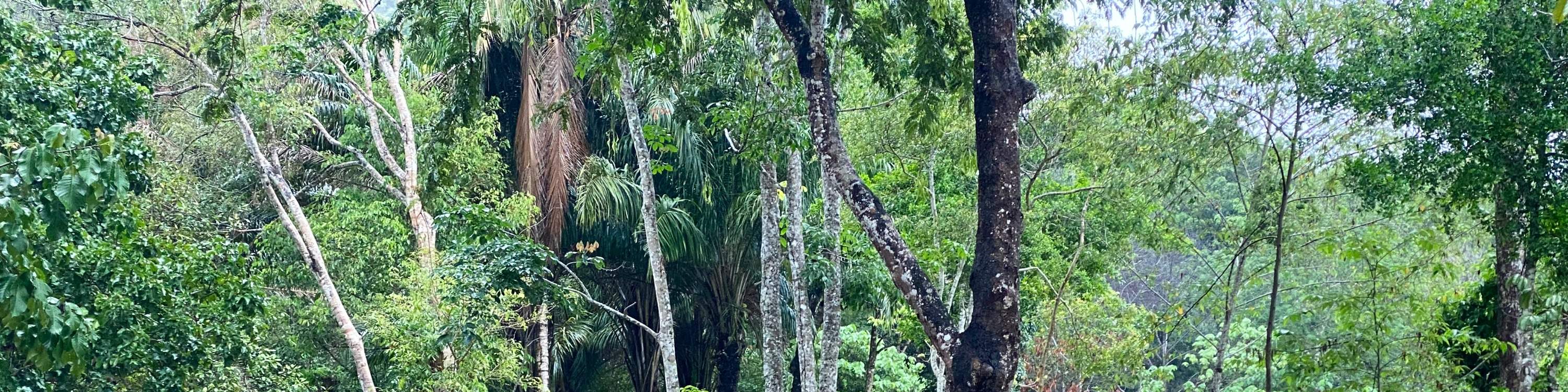 elefanti che si godono un trattamento di fango