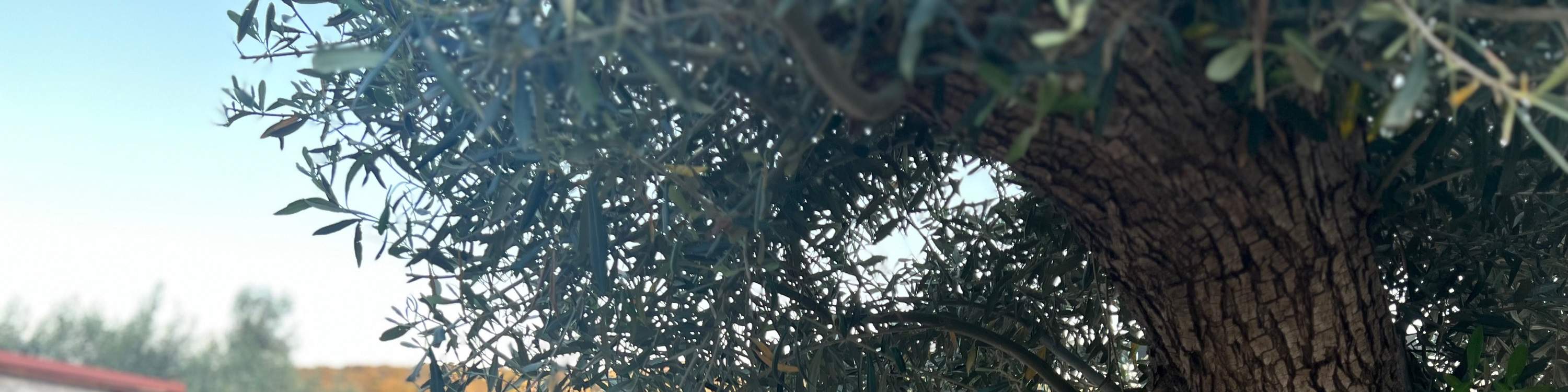 Athens , Hy Lạp : Xưởng làm dép da thủ công