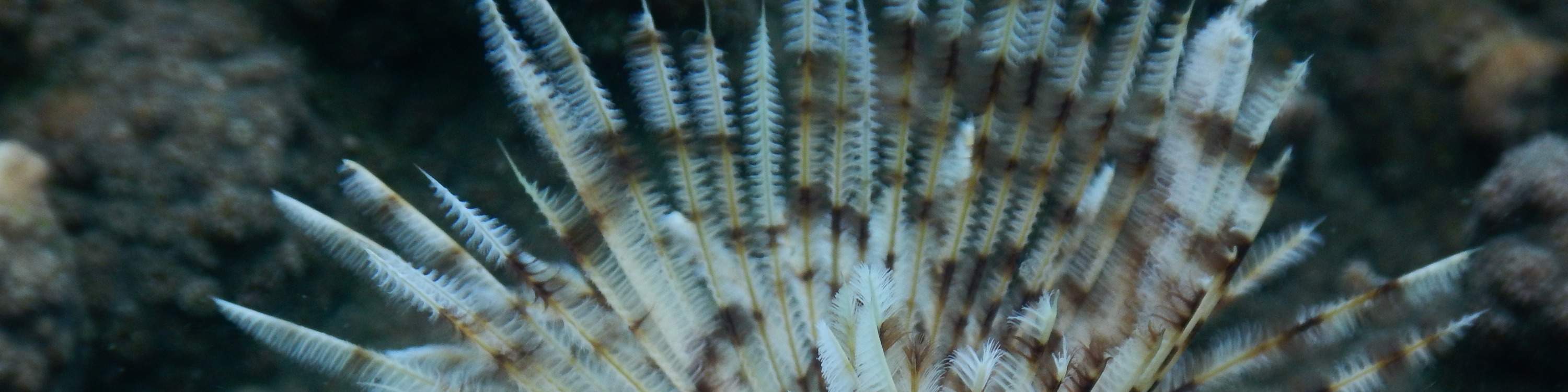 富国岛南部的海洋生物