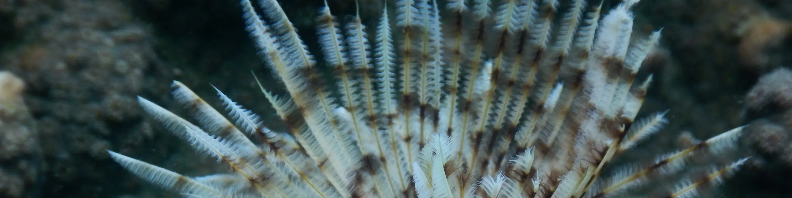 富国岛南部的海洋生物