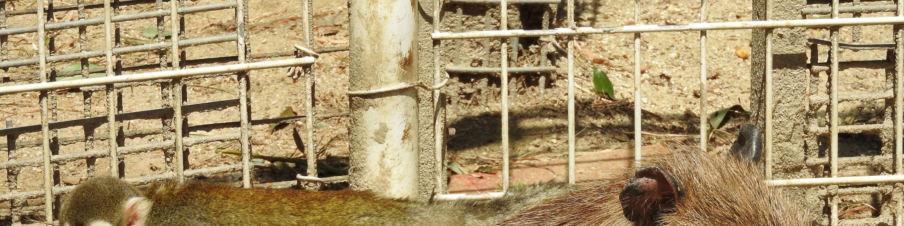 Tiket Hybrid Leisure Land Tobu Zoo Tokyo 