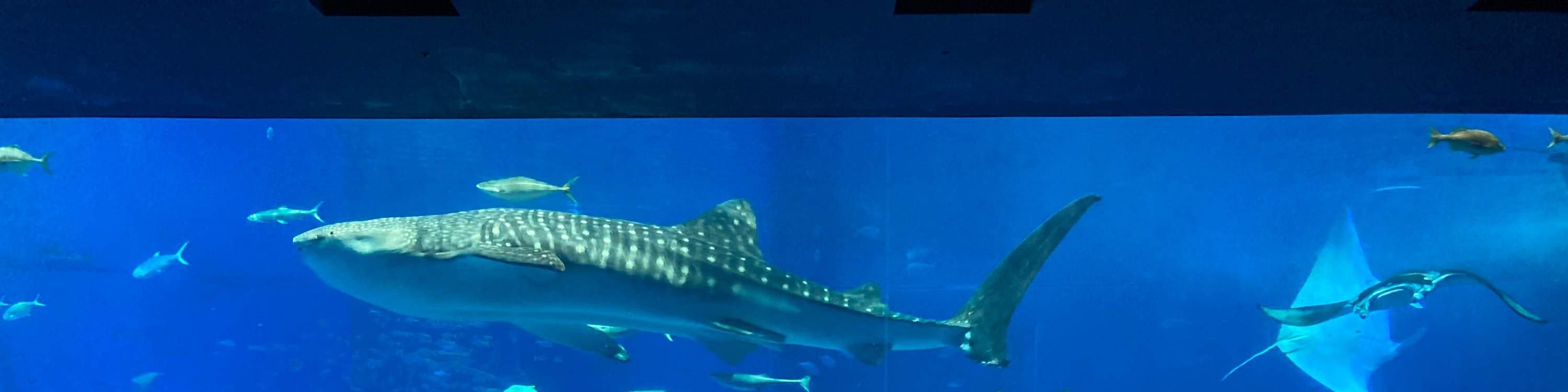 Acquario a Okinawa