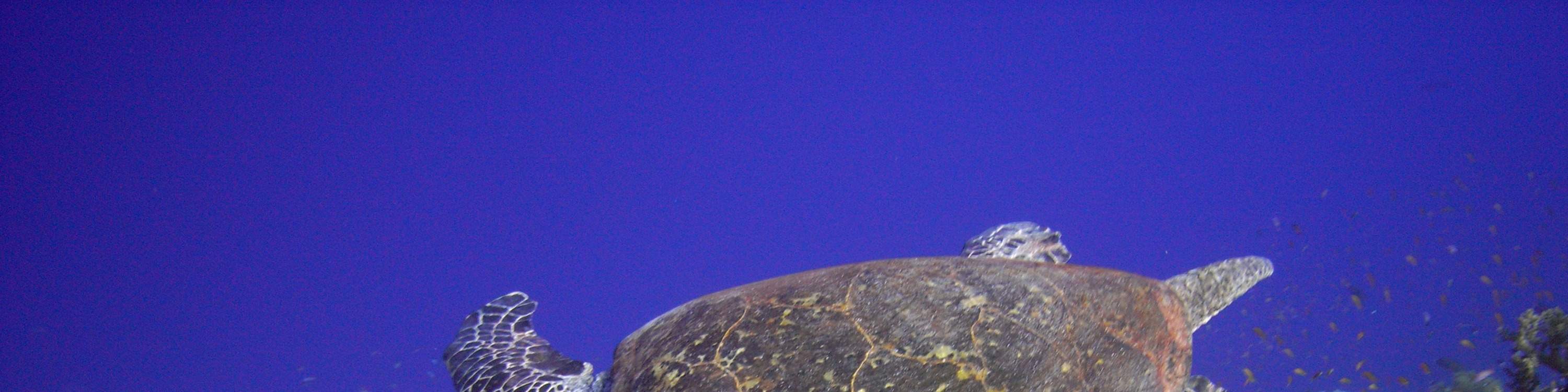 Rasakan keajaiban scuba diving secara langsung – Kursus DSD di Cebu adalah pintu gerbang menuju penjelajahan bawah laut seumur hidup.