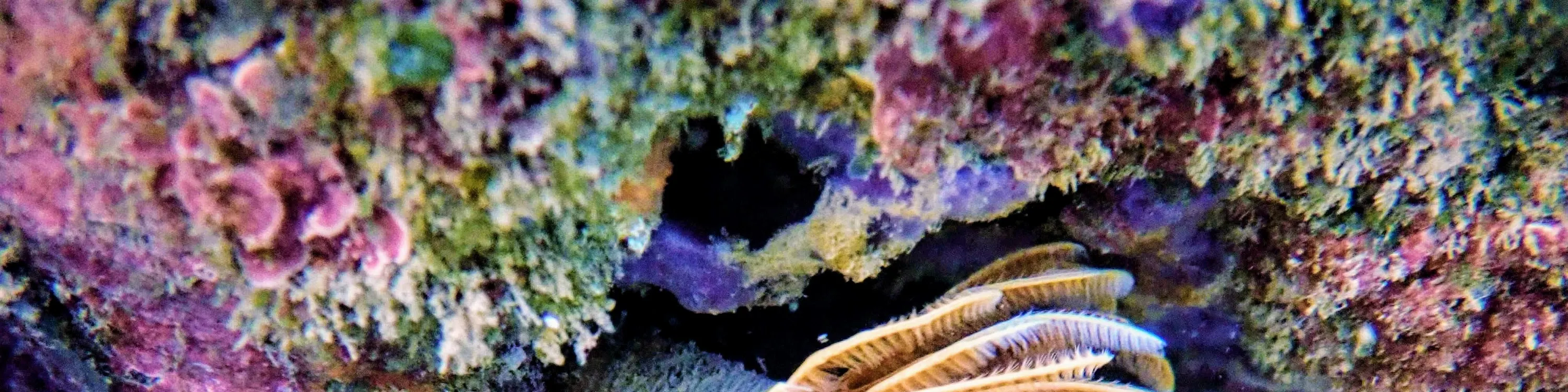 贝壳岛独木舟