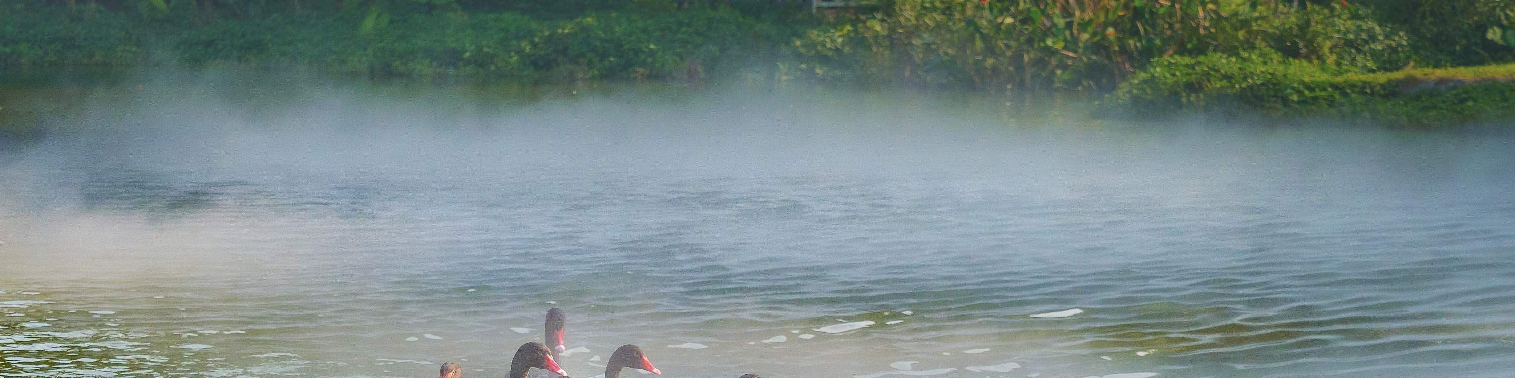 Chimelong Bird Paradise de Guangzhou