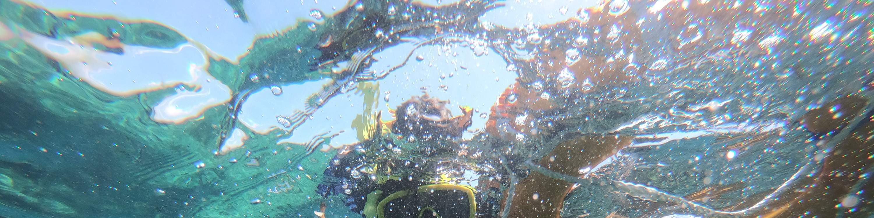 Isola delle Tartarughe, Barca con Fondo di Vetro, Crociera tra le Mangrovie di JTB Indonesia