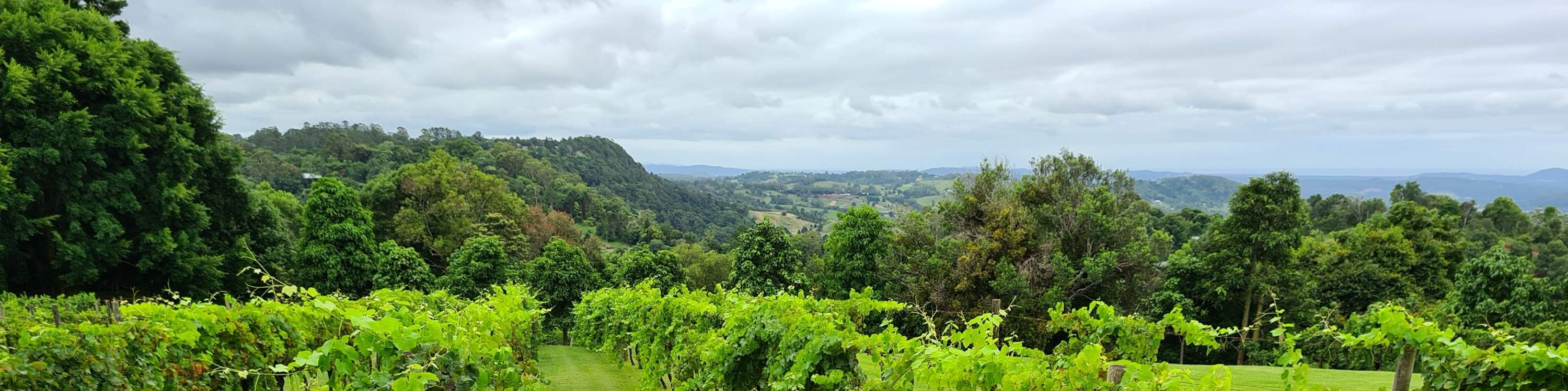Tour di formaggi e vini nell'entroterra della Sunshine Coast