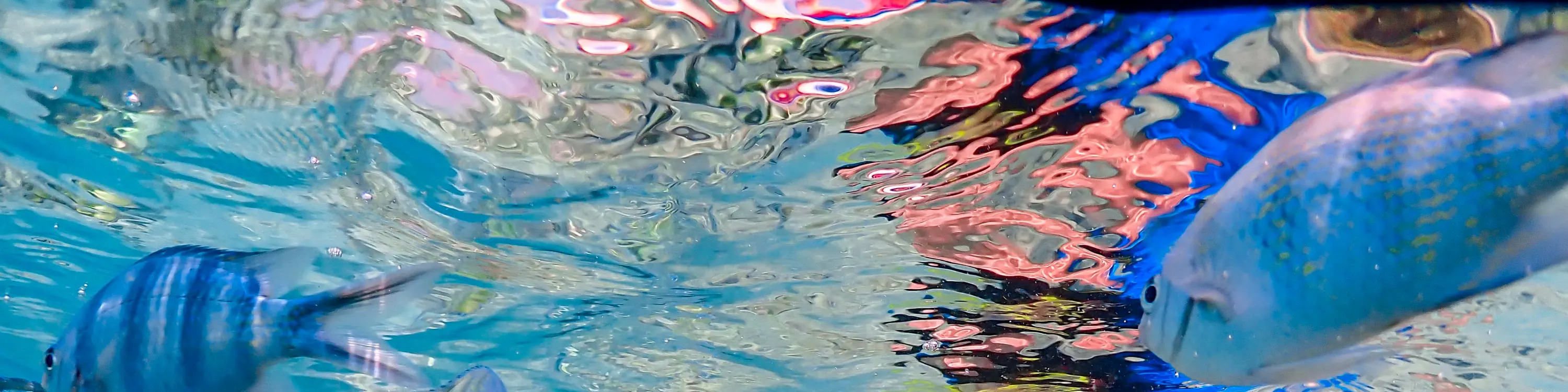 水下生活