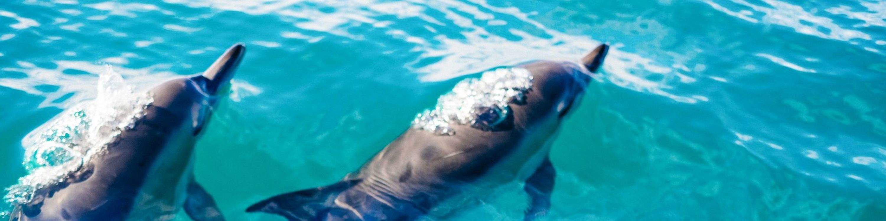 Observez des dauphins joueurs bondir et nager dans les eaux cristallines de Key West