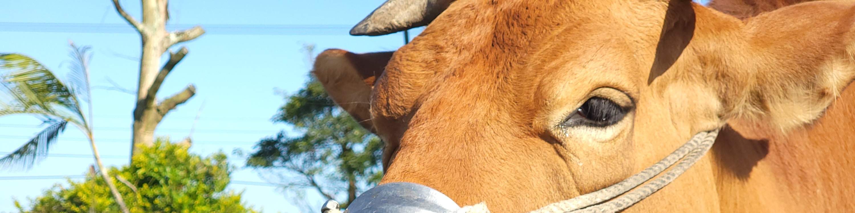 Niu Tou Si Family Farm