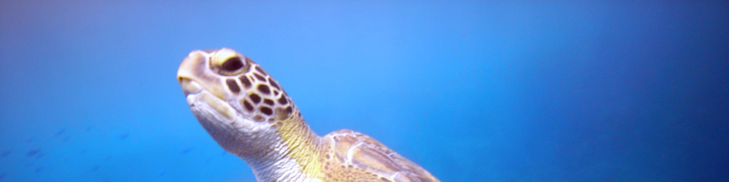 Benamkan diri Anda dalam keajaiban dunia bawah laut saat Anda mengikuti Open Water Course di Semporna.