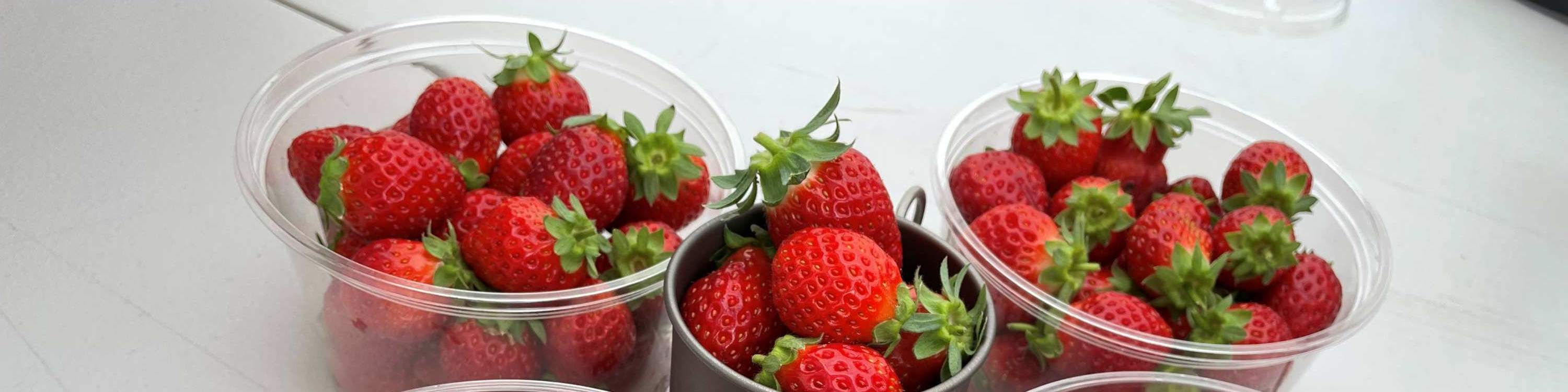 ประสบการณ์เก็บและเปรียบเทียบรสชาติสตรอว์เบอร์รีในฤดูหนาว (บริเวณใกล้เคียงซัปโปโร)