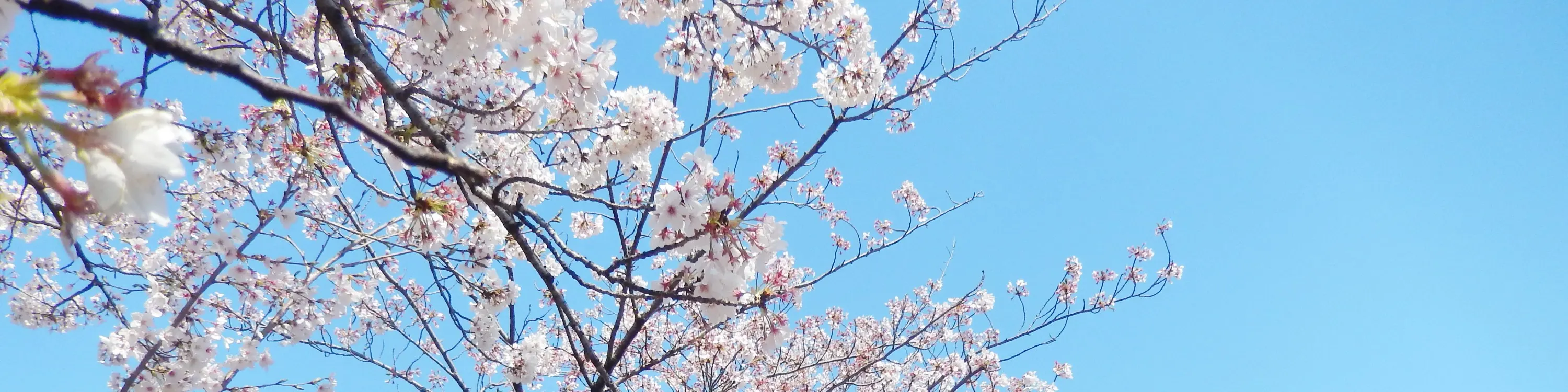 京都空中巴士随上随下观光红色双层巴士顶层甲板