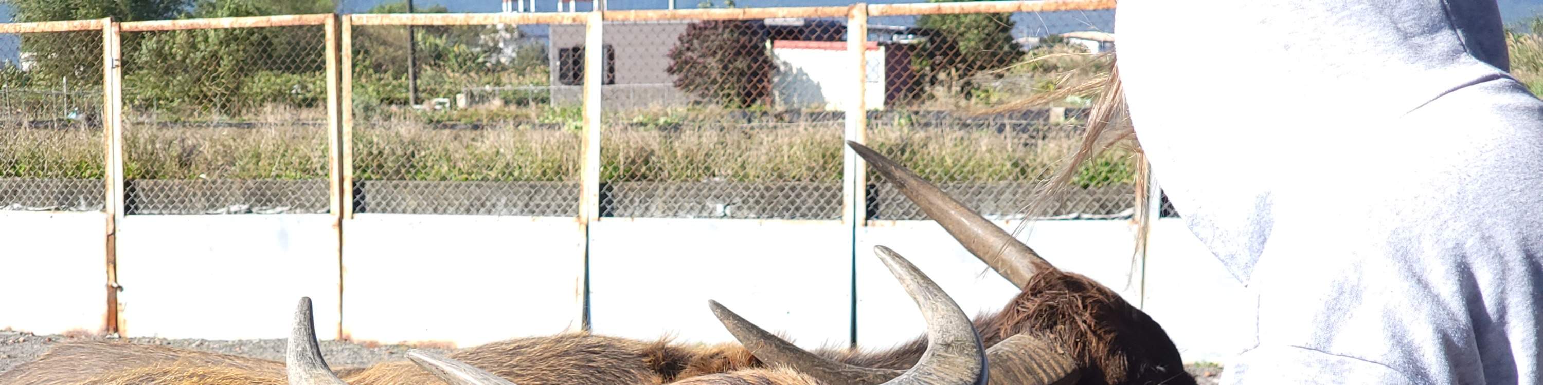 Niu Tou Si Family Farm