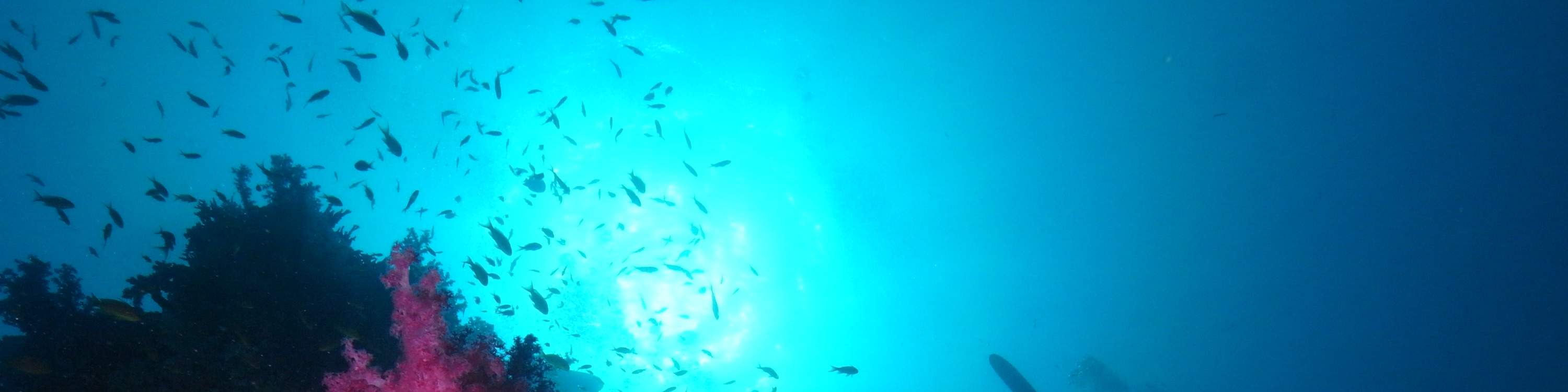 Dive Deeper and Longer PADI Enriched Air Diver in Kuala Lumpur with