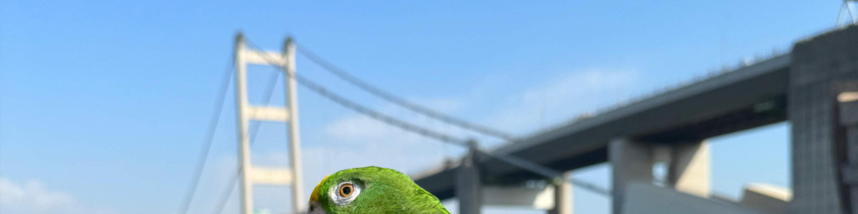 Little Animals Meet & Greet|With the tour guide, you can enjoy a meet & greet session with the little live animals such as reptiles, mammals and birds which are being meticulously cared for in our park (Animal species subject to on-site arrangement)